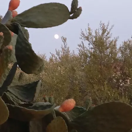 Villa το σπίτι της ελιάς Pylos