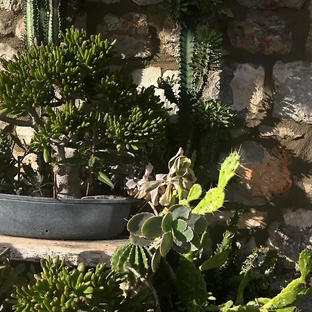 Villa το σπίτι της ελιάς