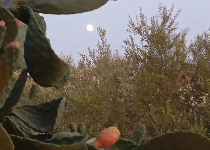 Villa το σπίτι της ελιάς Pylos