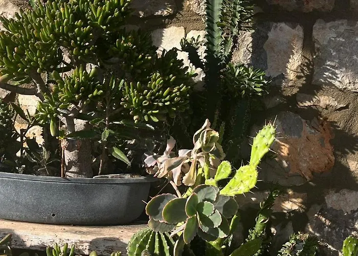 Villa το σπίτι της ελιάς